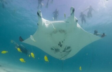 Glass Bottom Boat Coral View & Snorkel with Coral Bay Eco Tours