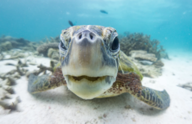 Whale Shark Snorkel Safari with Coral Bay Eco Tours - Lunch Included