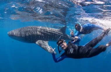 Whale Shark Snorkel Safari with Coral Bay Eco Tours - Lunch Included