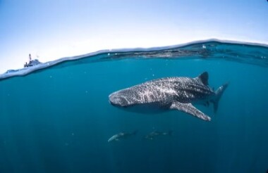 Whale Shark Snorkel Safari with Coral Bay Eco Tours - Lunch Included