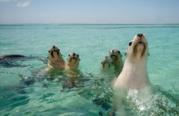 Coral Expeditions: Abrolhos Islands & The Coral Coast Cruise - Day 4