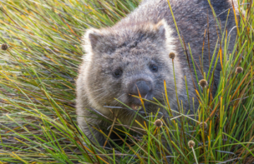 Cradle Mountain Signature Walk - Day 7
