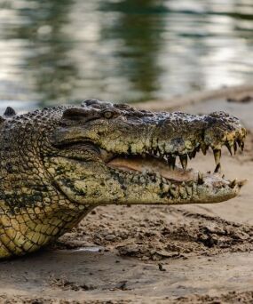 Crocodile Credit Tourism Australia