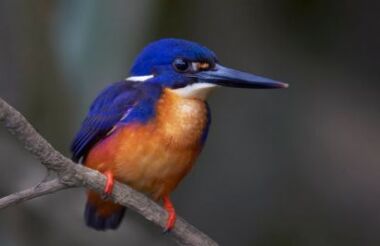 Late Afternoon Cruise with Daintree Boatman Wildlife Cruises