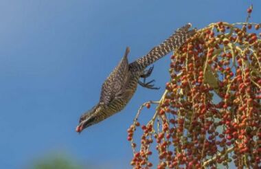 Late Afternoon Cruise with Daintree Boatman Wildlife Cruises