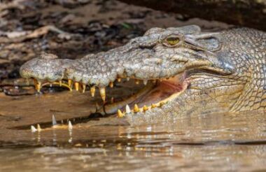 Late Afternoon Cruise with Daintree Boatman Wildlife Cruises