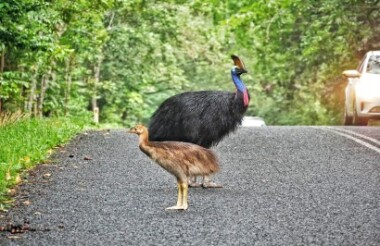 Cape Tribulation