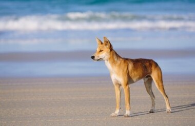 K’Gari (Fraser Island) Day Tour from Noosa - Includes Lunch