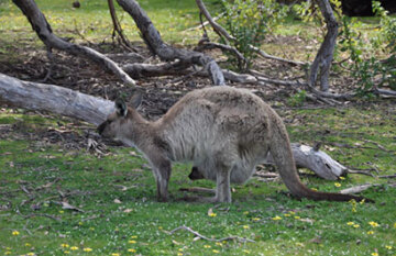 Discovery Park Kangaroo Island