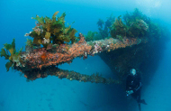 Paihia Dive NZ - Dive The Rainbow Warrior