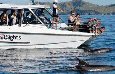 Dolphin Eco Encounter with Fullers GreatSights