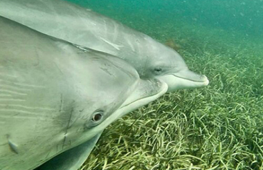 Swim with Wild Dolphins with Perth Wildlife Encounters (ex Perth)