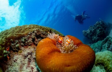 Evolution Outer Reef Cruise with Down Under Cruise & Dive
