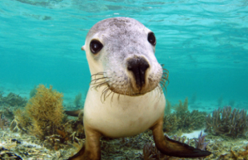 Eco Abrolhos Cruises: The Abrolhos Islands - Day 4
