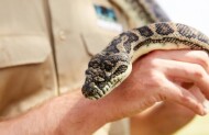 Wildlife Encounter with a Reptile at Oakvale Wildlife Park