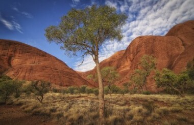 Uluru Sacred Sights Tour with Emu Run Experience