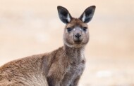 Flinders Chase Focus Tour with Exceptional Kangaroo Island