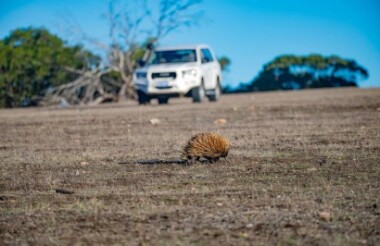 Kangaroo Island Investigator 3-Day Tour - Day 1