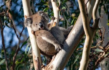 Ultimate Kangaroo Island Roadtrip - Day 4