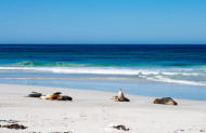 Kangaroo Island Investigator 3-Day Tour - Day 1
