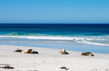 Kangaroo Island Investigator - Day 3