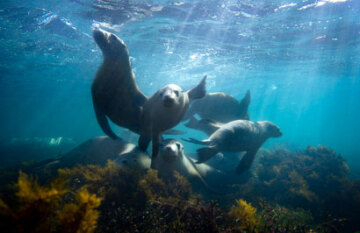 Outback Spirit - Eyre Peninsula Whale & Seafood Discovery - Day 4