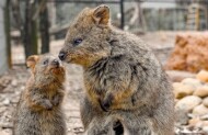 General Admission to Featherdale Sydney Wildlife Park