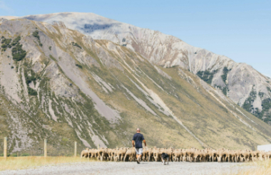 Helicopter Transfer from Kaikoura to Flockhill