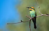 North Queensland 4 Day Nature, Wildlife and Conservation Safari with FNQ Nature Tours
