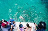 Great Keppel Island Glass Bottom Boat Tour with Freedom Fast Cats