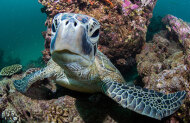 Outer Reef or Islands Snorkel Tour with Exmouth Dive and Whalesharks - Lunch Included