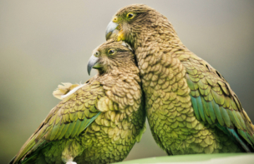 Top of the South Island Scenic Tour - Day 11