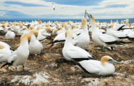 Takapu Refuge (Gannet Colony)