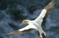 Gannet Safaris