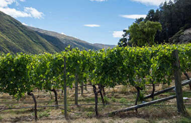 Explore the Wineries and Vineyards of Gibbston Valley