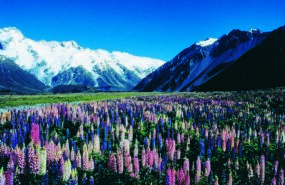 Discover everything New Zealand has to offer with these great vacation packages
