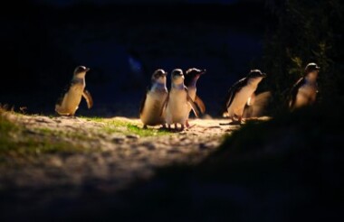 Phillip Island Tour with Penguins Plus Premium Viewing