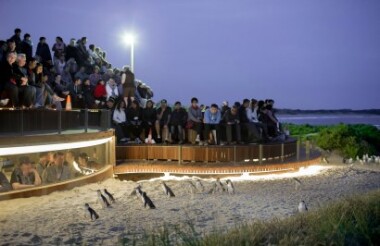 Phillip Island Tour with Penguins Plus Premium Viewing