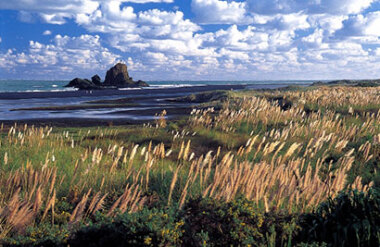 Great Barrier Island