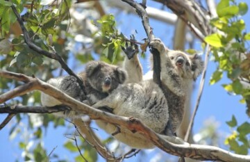 Ultimate Kangaroo Island Roadtrip - Day 4