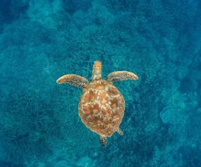 Great Barrier Reef Turtle