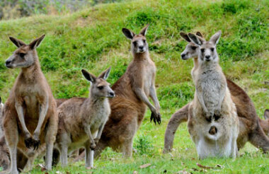 Great Ocean Road Day Tour with Oceania Tours