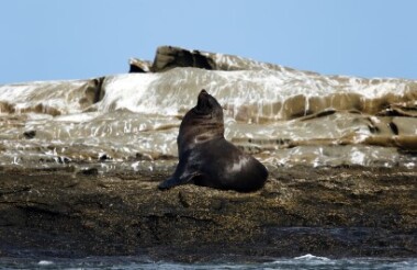 Cape Bridgewater Blowholes and the Petrified Forest - suggested activity