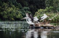 Serenity Everglades Cruise with Habitat Noosa