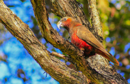 Tawharanui Regional Park bird watching tour with Habitat Tours