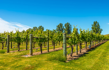 Hawkes Bay Wine Experience half day tour