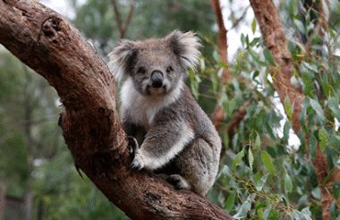 Admission to Healesville Sanctuary