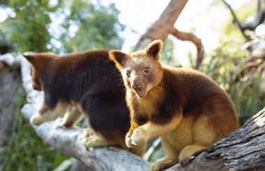 Puffing Billy Steam Train & Healesville Wildlife Sanctuary Tour with Autopia Tours