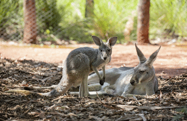 Puffing Billy Steam Train & Healesville Wildlife Sanctuary Tour with Autopia Tours