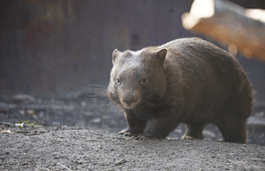 Admission to Healesville Sanctuary